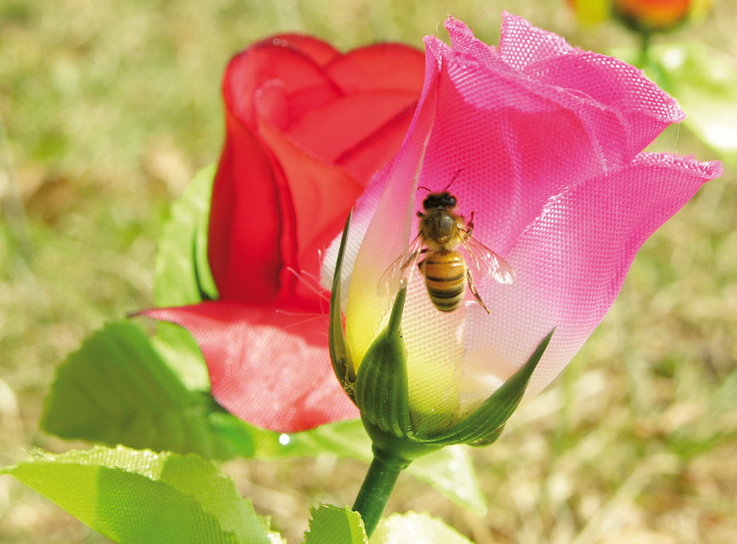 von Bienen und Blumen, 2013